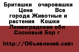 Бриташки - очаровашки.  › Цена ­ 3 000 - Все города Животные и растения » Кошки   . Ленинградская обл.,Сосновый Бор г.